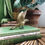 Miniatura: Brass Bird 
