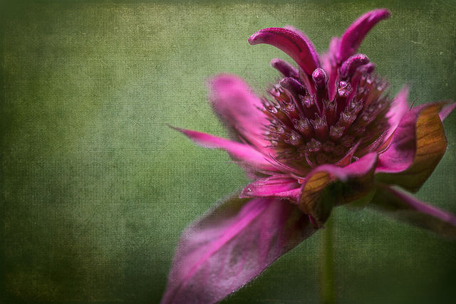 Botanicals