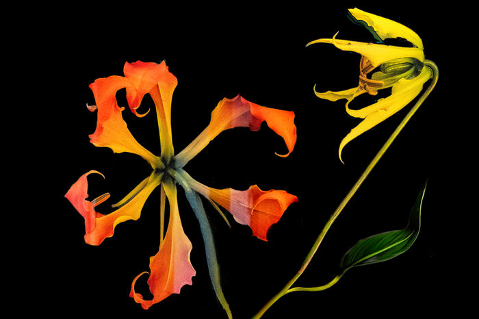 Botanicals