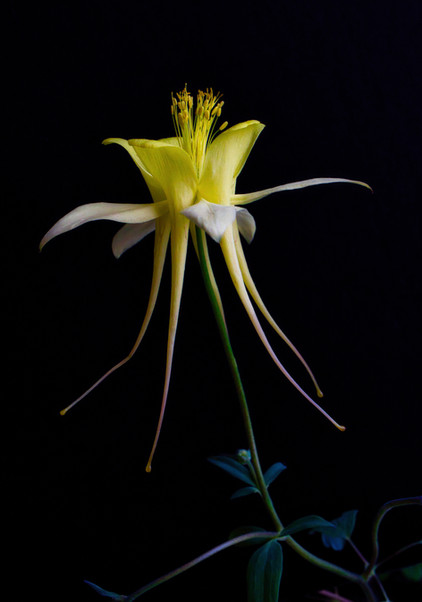 Newcastle, OK
The Ballerinas

Botanical photography has been a passion of mine since day one of picking up a camera. Simply because flowers show us that there still is beauty in this world, no matter how bad things are, flowers still grow and show us how true perfection grows out of this earth everyday. ALL photos tell a story, no matter how simple or complex they are, each has a story to tell and a flower on a black background takes out all other distractions, so the viewer sees only the perfection in each curve.
