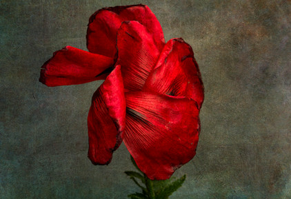 Delray Beach, FL
Poppy 4

Elizabeth Sanjuan is a visual artist whose passion is to discover, through travel, the vast mosaic of people, lands and cultures that the world offers; and to record, as faithfully as she can, the incredible panorama of color, pattern and energy that bombards the receptive eye. Photography gives her the opportunity to observe, but she believes that the lens intensifies her ability to truly understand the world we live in. She ranges worldwide, and draws on imagery that includes not only people, but the natural and man-made surroundings that define and shape our cultures and our communities. For Elizabeth, the camera provides objective proof of the remarkable commonality of humankind; and reinforces the urgent need to protect the cultural and environmental heritage that define us all.