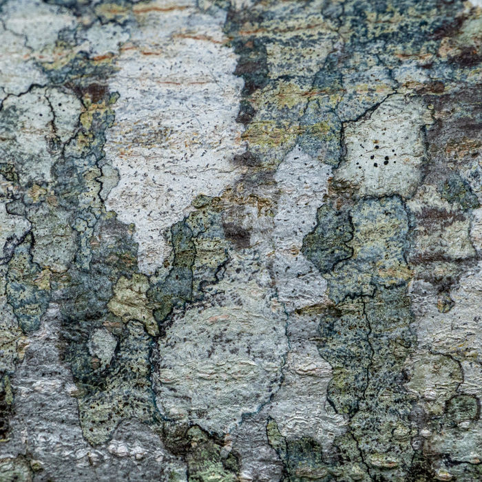 Patterns in the Wild