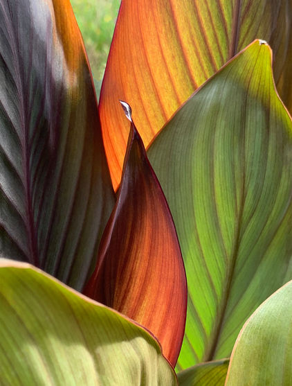 New York, NY
Canna Sunrise
I am a photographer who is driven to capture the abstract in nature and its compositional possibilities. The intricate patterns and vibrant hues of the Canna plant have inspired me to create this series of photographic botanical abstraction. My current work includes botanicals, landscapes, waterscapes, reflections and whatever I am moved by at the moment.