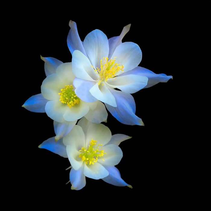 Robert O Endres (Pagosa Springs, CO) - Columbines in Darkness II