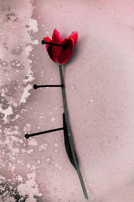 Photograph by Yulia Kapustynska, 11 of 20