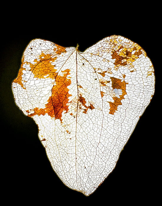 An Open Heart — Joan Eckhardt