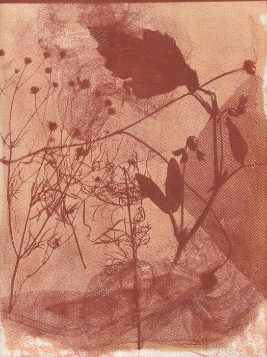 Botanicals