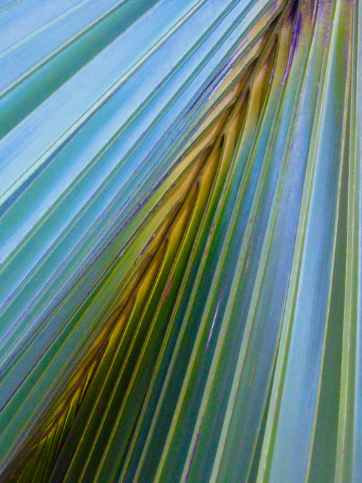 Patterns in the Wild