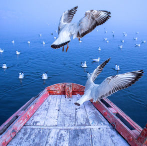 Birds And Their Bond With Water