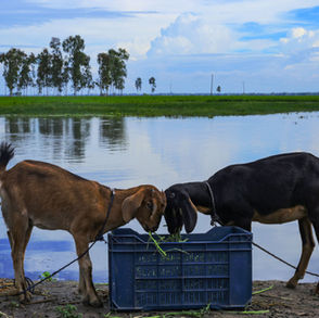 Land of Water
