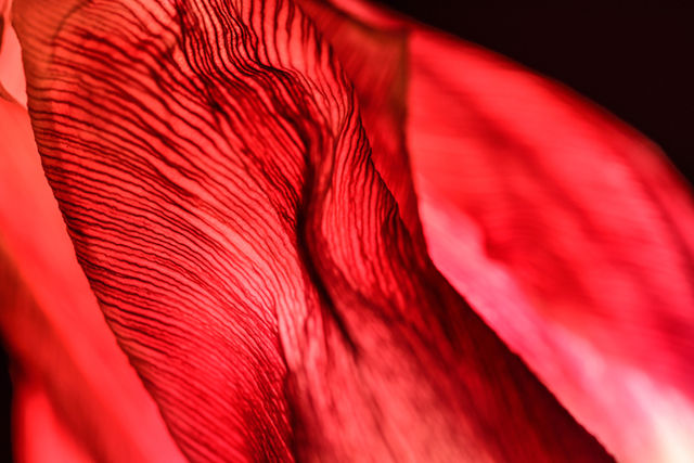 Flash #19 - Macro