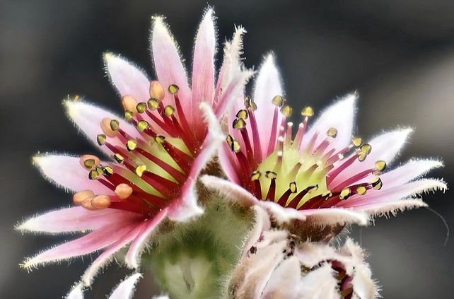 Hens and Chicks