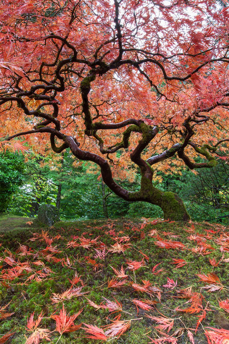 Jeff Gracz (Vancouver, WA) - Japanese Maple with Fallen Leaves