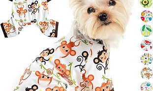 Pet Accessories
