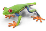 Leap Into College Frog.jpg
