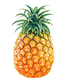 Pineapple.jpg