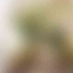 בתי קפה בניו יורק