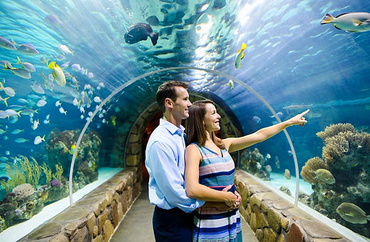 אטרקציות מומלצות בלאס וגאס