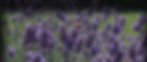 Lavender Field