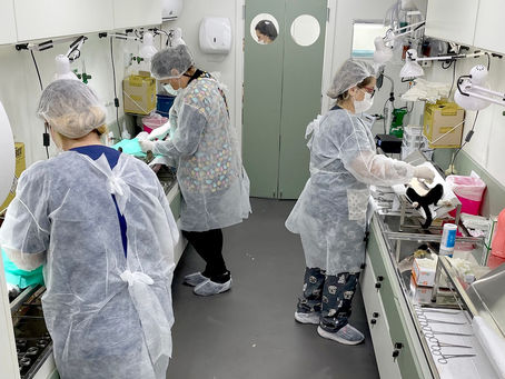 Castrações de animais crescem 17% com mutirões em Jaguariúna, segundo Prefeitura