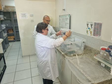 Jaguariúna destina mais de 150 escorpiões ao Butantan e garante antídoto na região