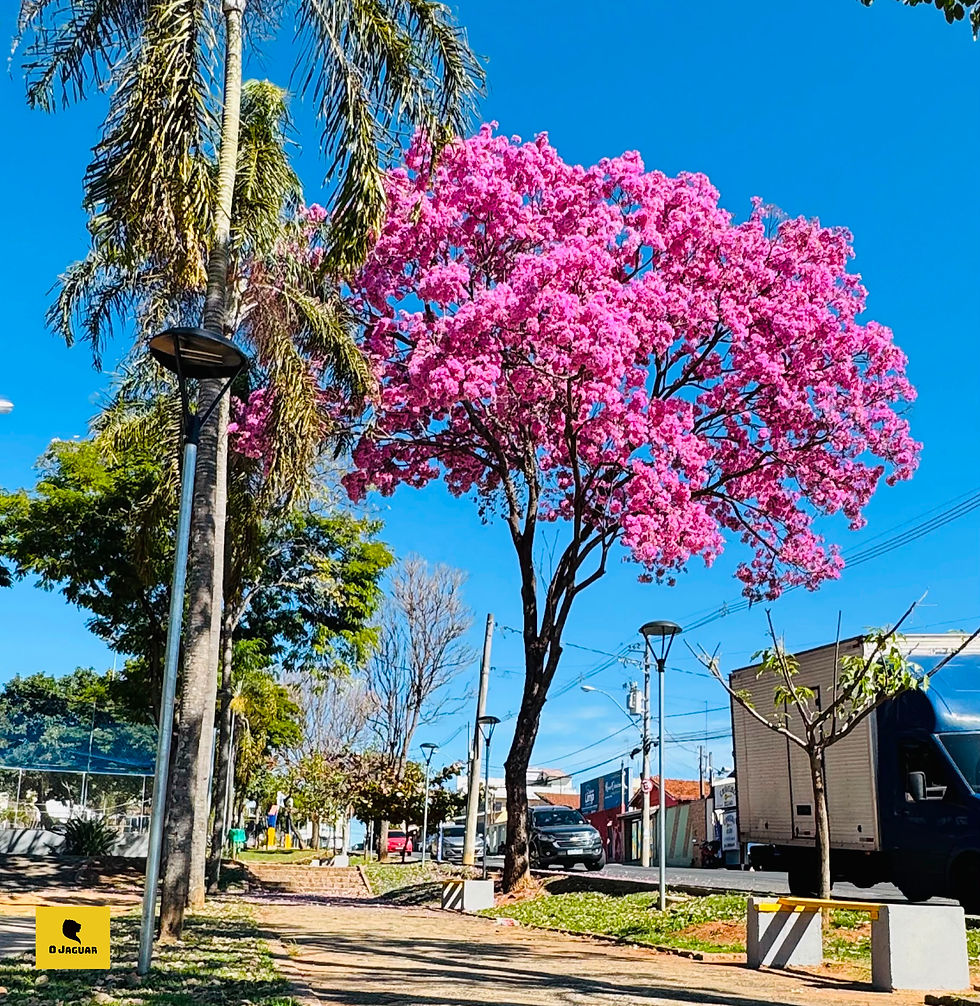 Um dos mais frondosos, na Praça Paschoal Abrucezi - Fotos: Gustavo Santos/OJaguar