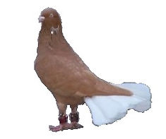 Gümüşkuyruk - Sarı.jpg