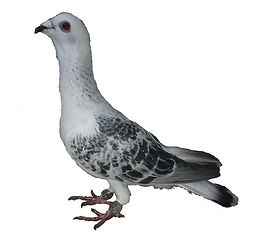 Şafra - Çakmaklı.jpg