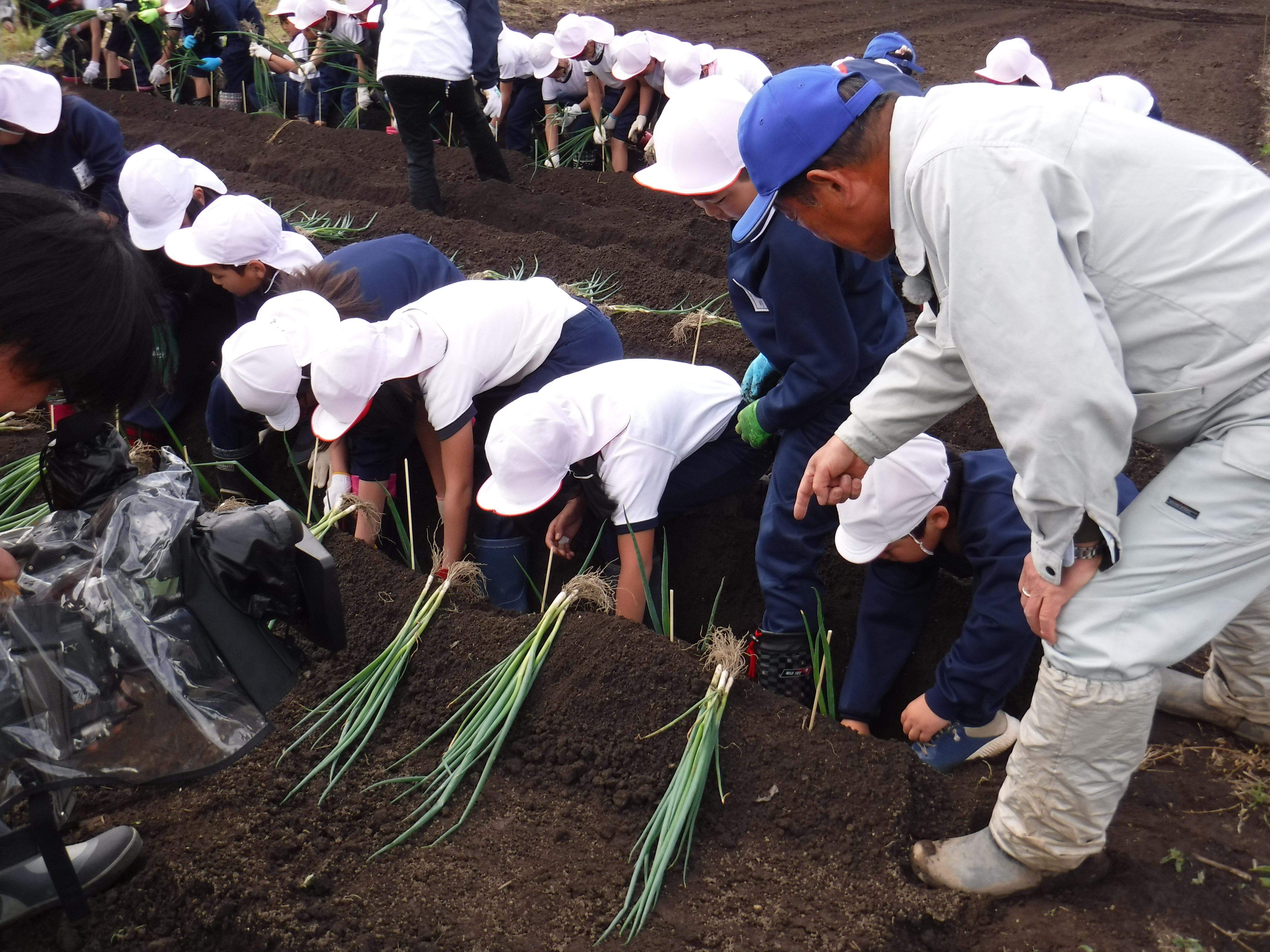 5月10日 3・4年生ねぎ植え