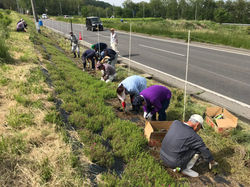 芝桜の捕植・草刈作業①