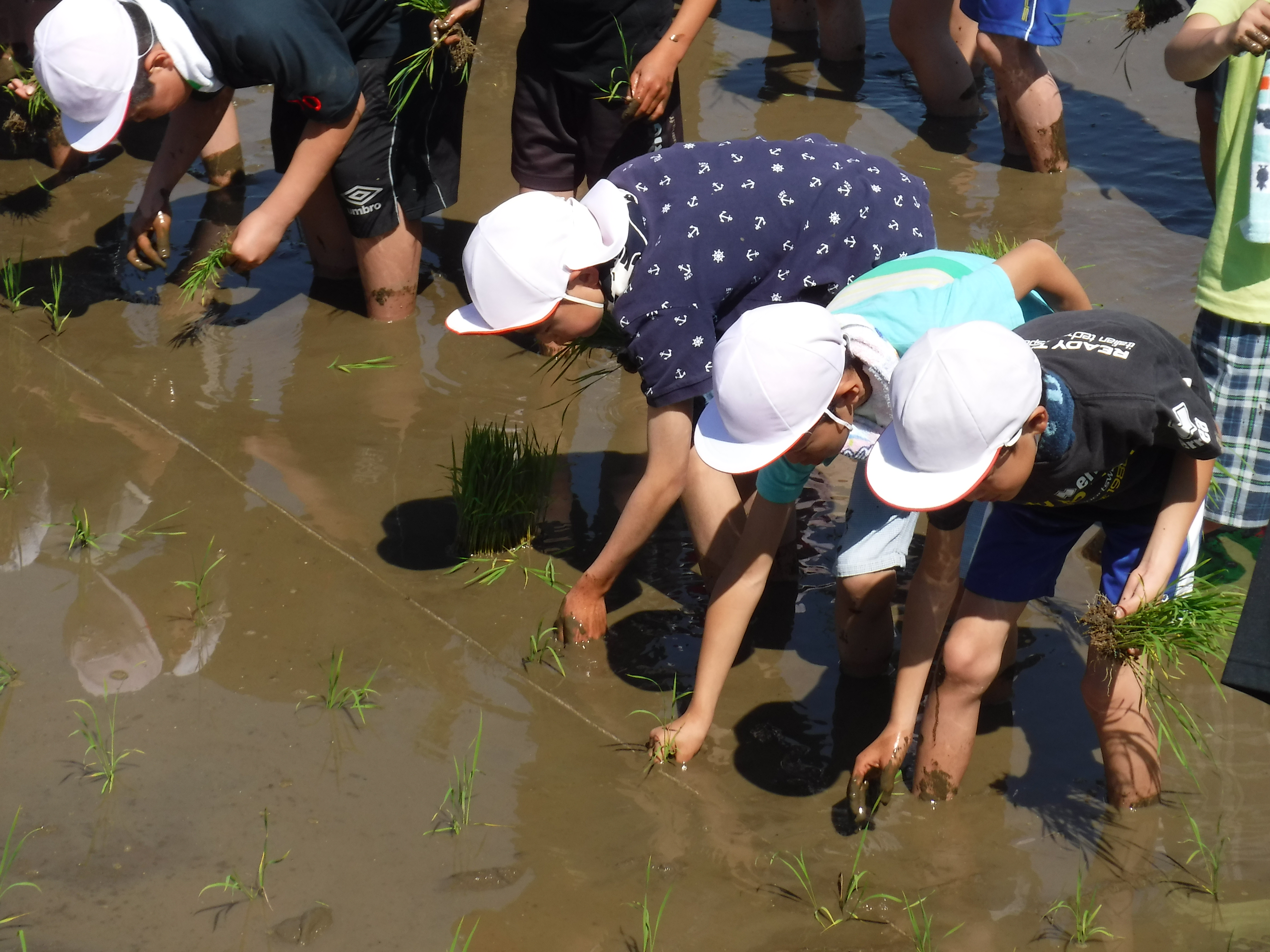 5月23日 5年生田植え