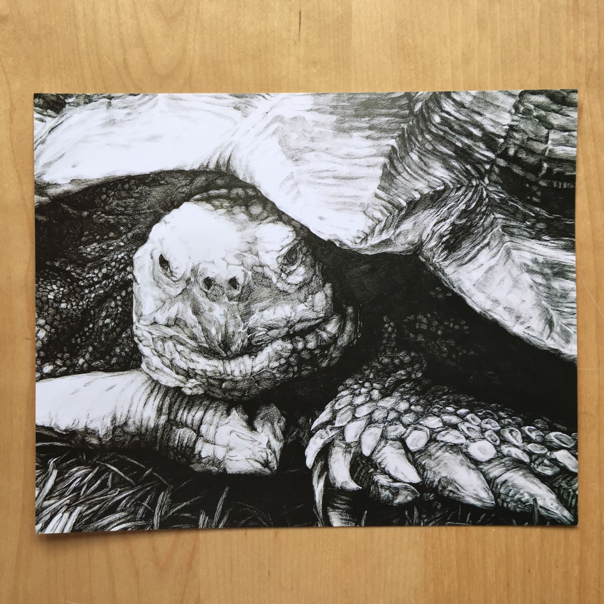 African Spurred Tortoise 8"x10" print