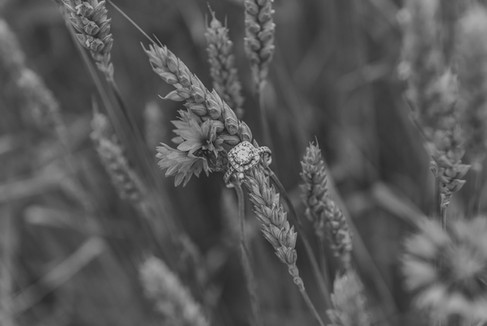 wildflower field, wildflower field pictures, wildflower field engagement pictures