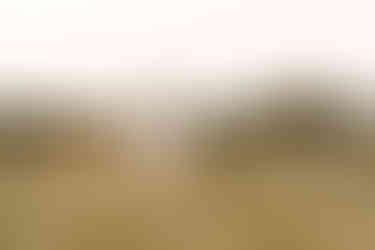 wildflower field, wildflower field pictures, wildflower field engagement pictures