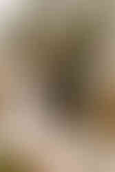 wedding at historic shady lane in york, pa