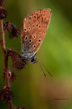 Polyommatus icarus