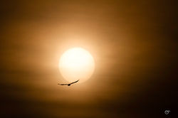 Corbeau freux soleil