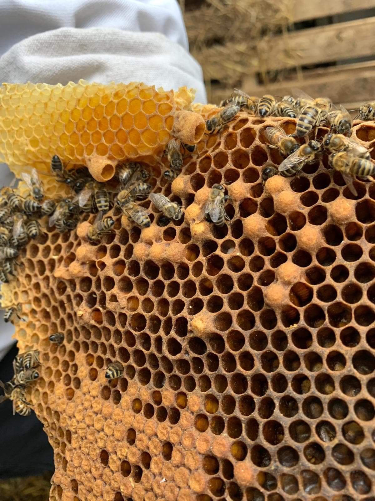 Wild Comb