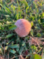 mushroom