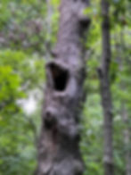 tree hollow