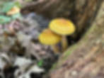 mushrooms