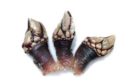 210_CASTIMARd027 Percebes_2