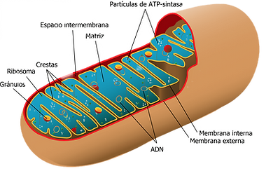 mitocondria-2_edited.png