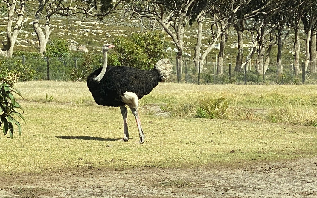 IMG_3800.JPEG