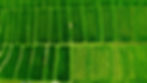 vecteezy_green-rice-field-view-from-top_34581506.jpg