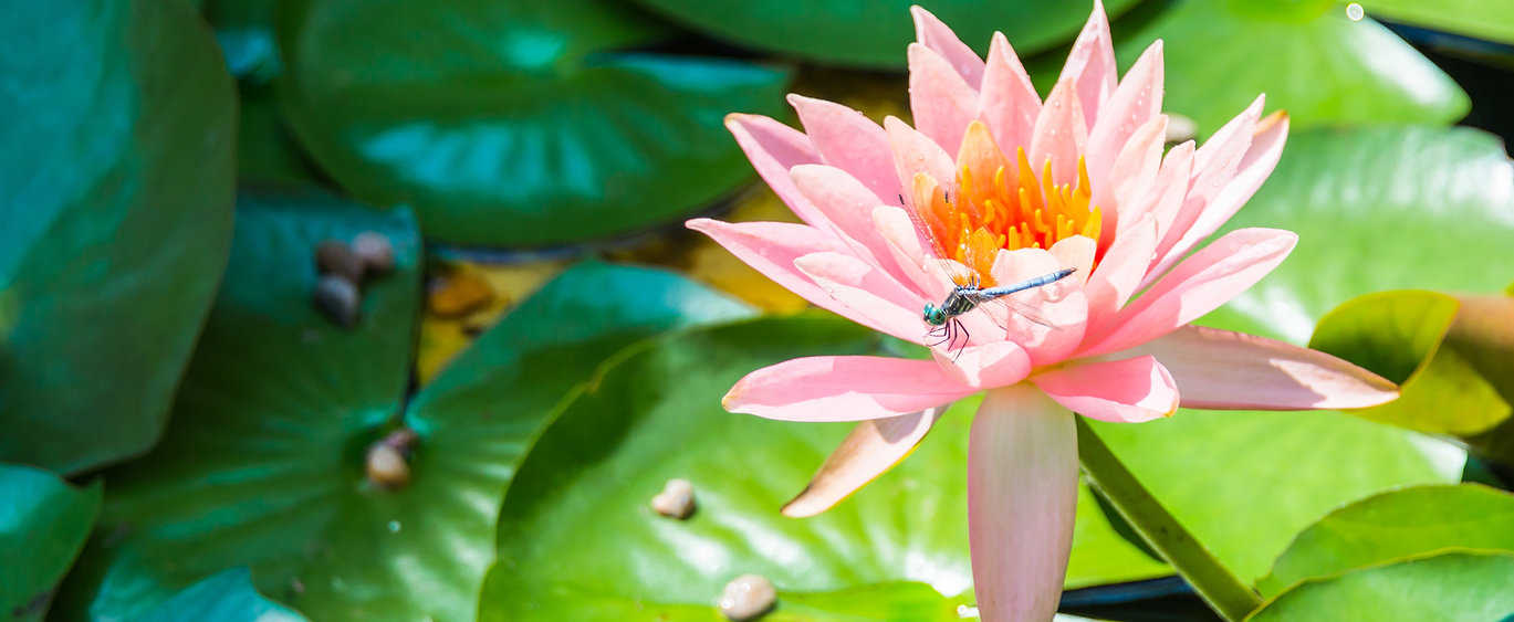 Biomimicry- Natures solutions to man's problems