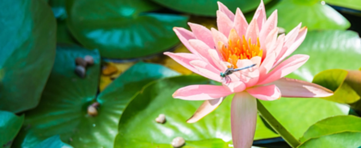 Biomimicry- Natures solutions to man's problems
