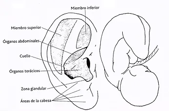 Reflexologia para adelgazar puntos negro Reflexologia para adelgazar puntos negro