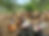 IMG_0818.PNG