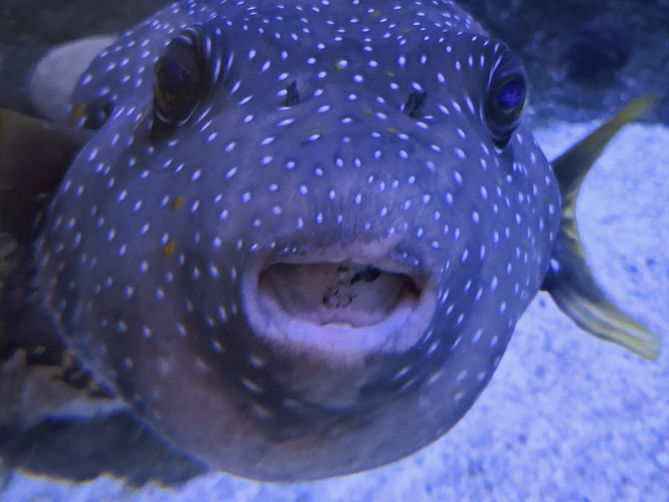 White Spotted Pufferfish